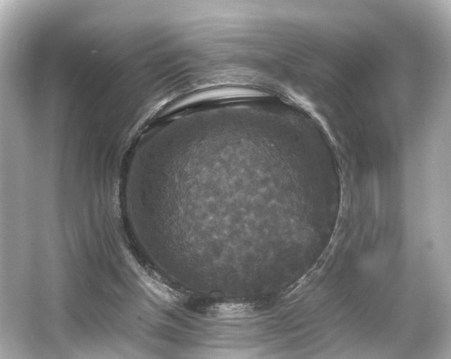 X0000066540154200603201435