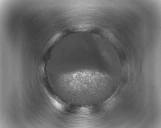 X0000066540166200603201435