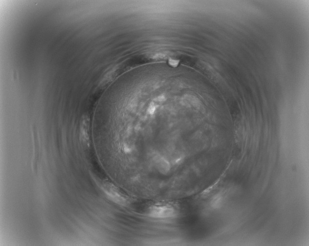 X0000066540175200603201435