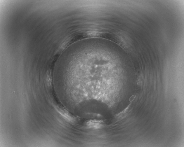 X0000066540179200603201435