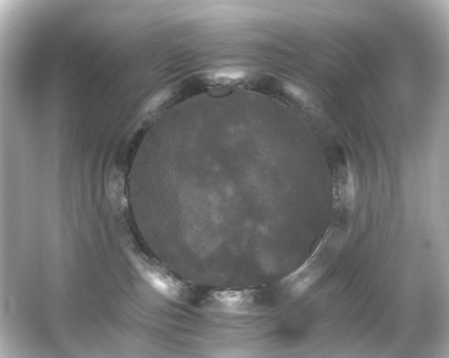 X0000066540187200603201435