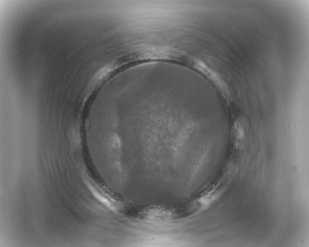 X0000066540203200603201434