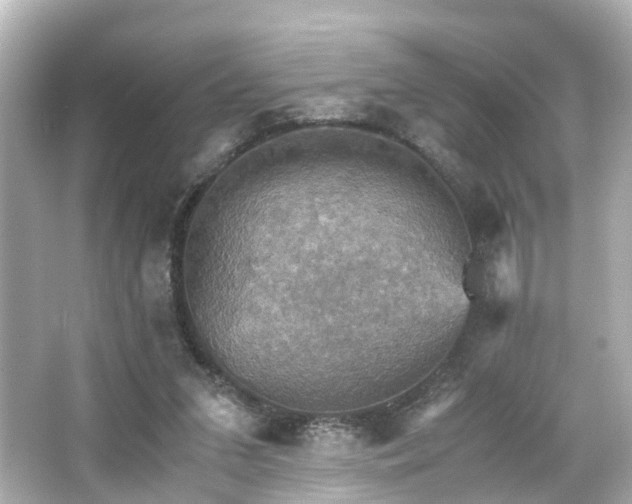 X0000066540207200603201434