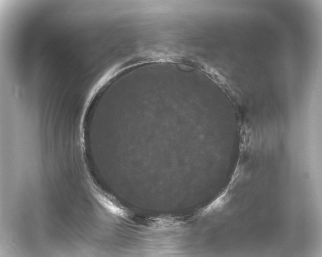 X0000066540246200603201433