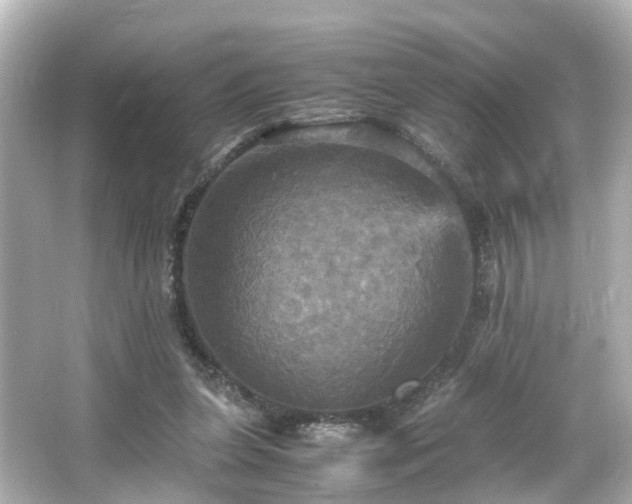 X0000066540255200603201433