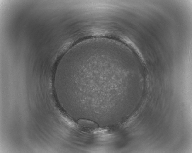 X0000066540257200603201433