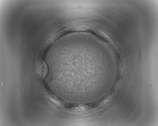 X0000066540307200603201432