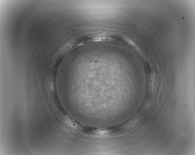 X0000066540313200603201432