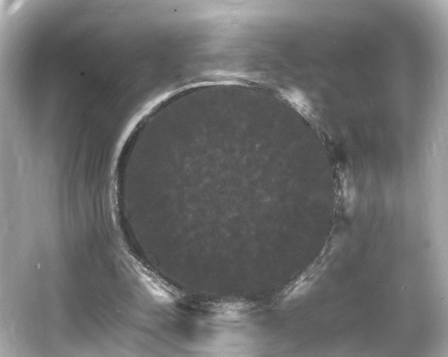 X0000066540342200603201431