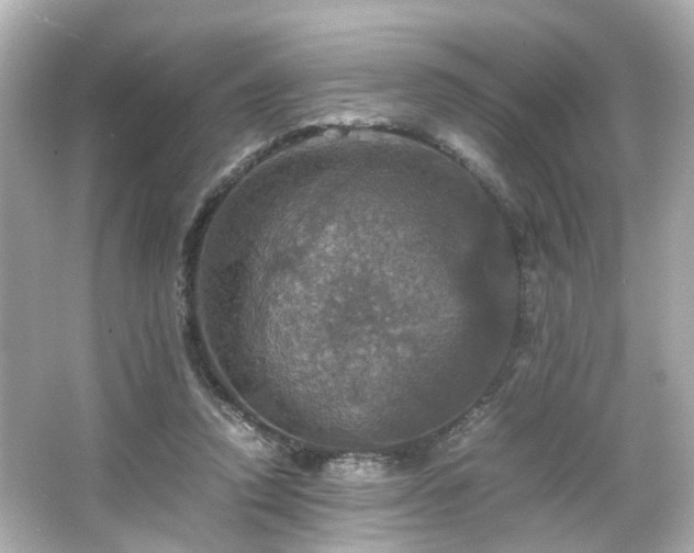 X0000066540354200603201431