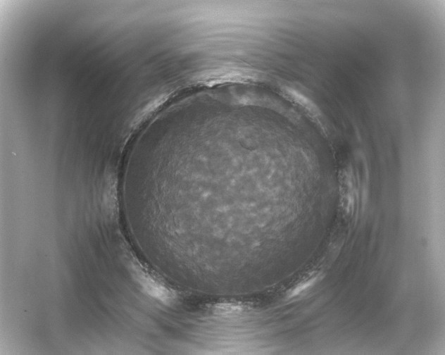 X0000066540394200603201431