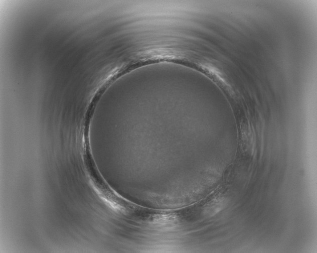 X0000066540398200603201431