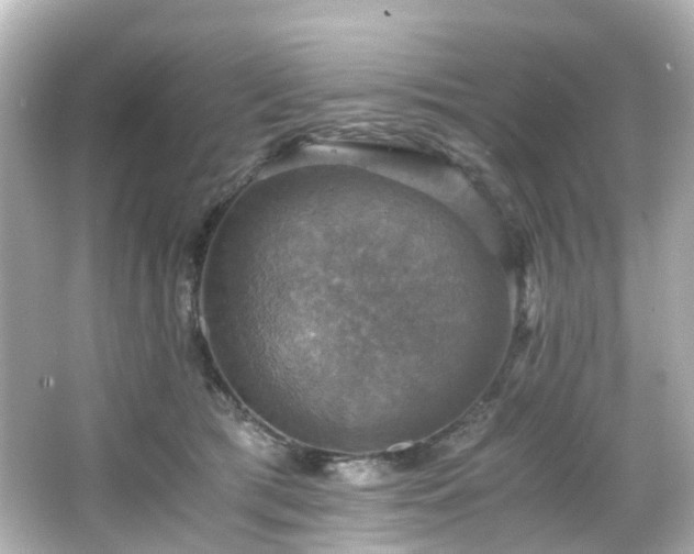 X0000066540417200603201431