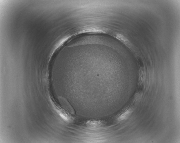 X0000066540440200603201430