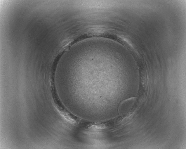 X0000066540455200603201430