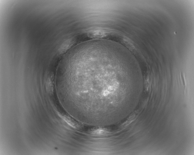 X0000066540460200603201430