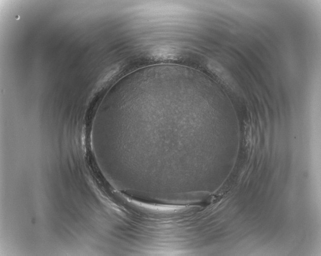 X0000066540494200603201429