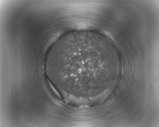 X0000066540495200603201429