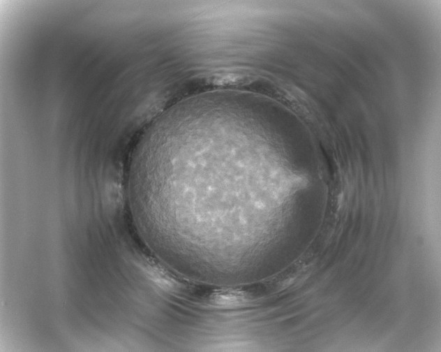 X0000066540510200603201429