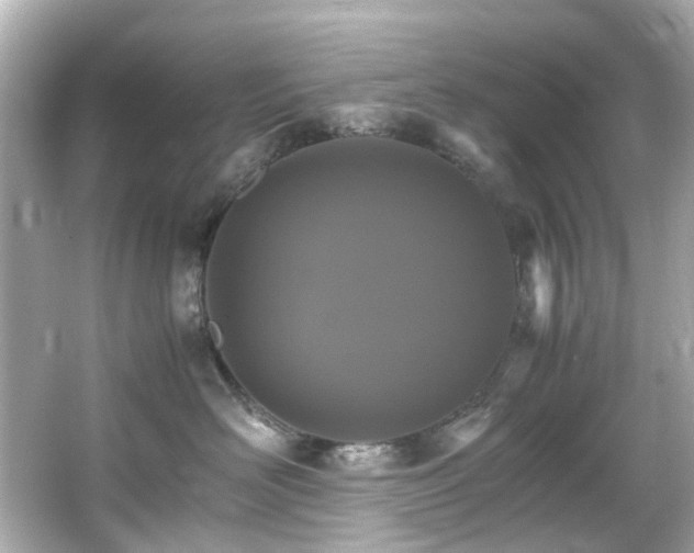 X0000066540526200603201429