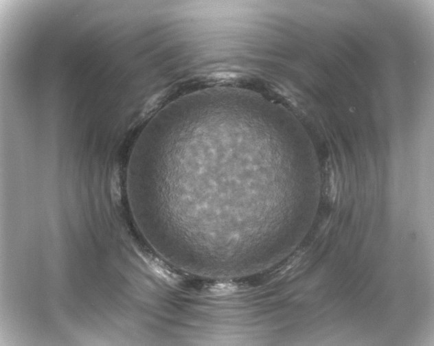 X0000066540562200603201429