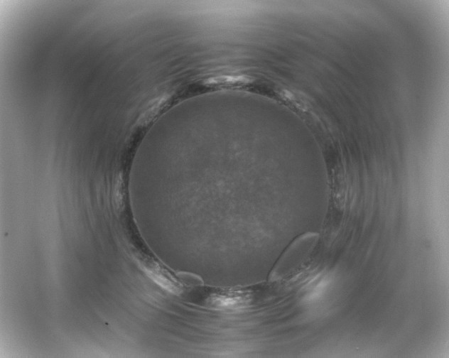 X0000066540563200603201429