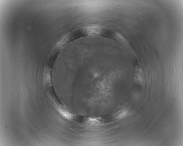 X0000066540573200603201429