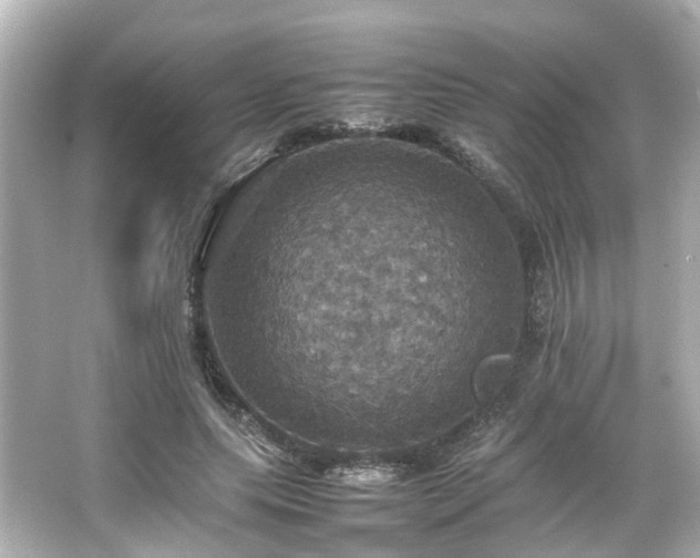 X0000066540639200603201427