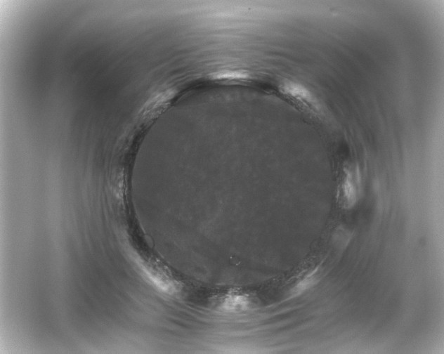 X0000066540647200603201427