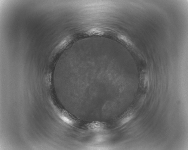 X0000066540652200603201427