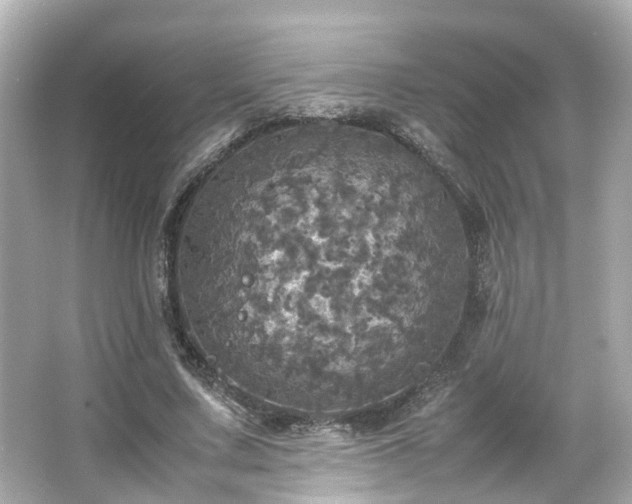 X0000066540683200603201426