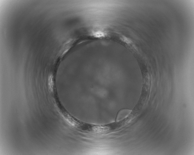 X0000066540707200603201426