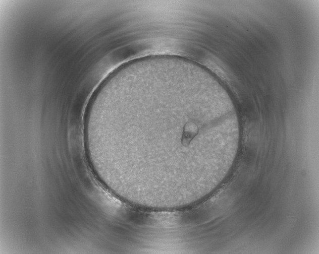 X0000066540836200603201423