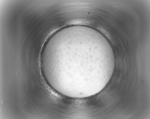 X0000066540848200603201424