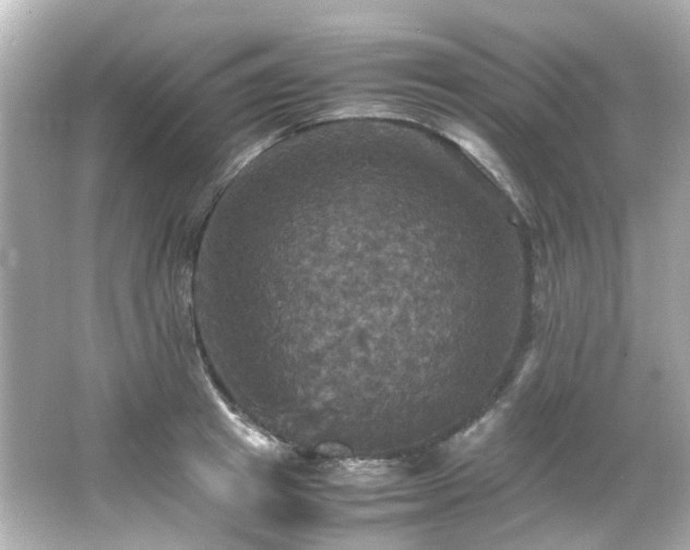 X0000066540849200603201424