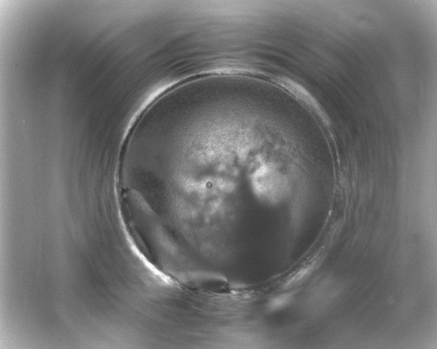 X0000066540855200603201424