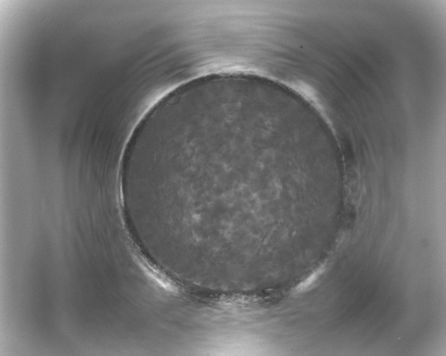 X0000066540887200603201423