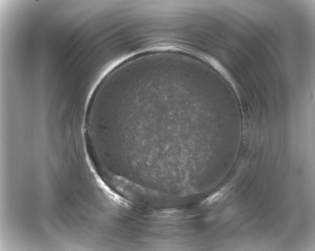 X0000066540951200603201422