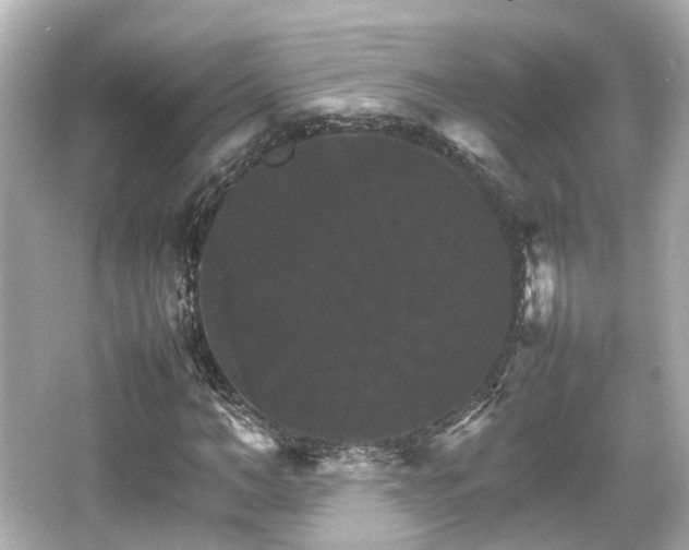 X0000066540966200603201421