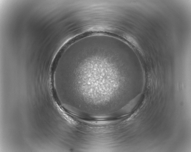 X0000066540976200603201421