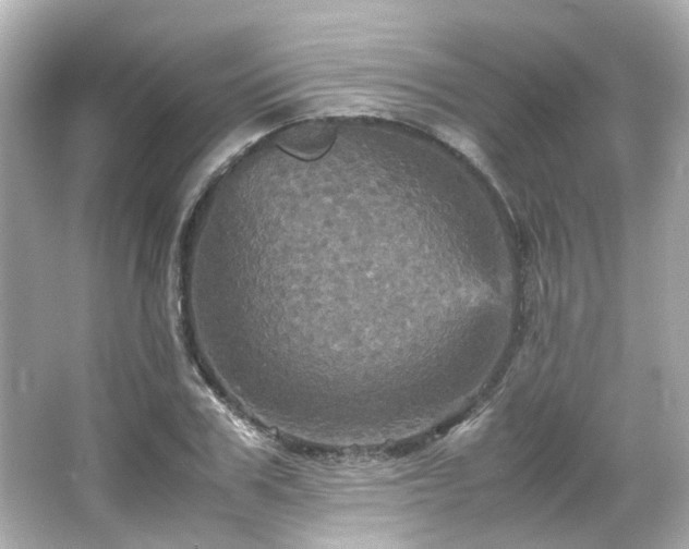 X0000066540979200603201421