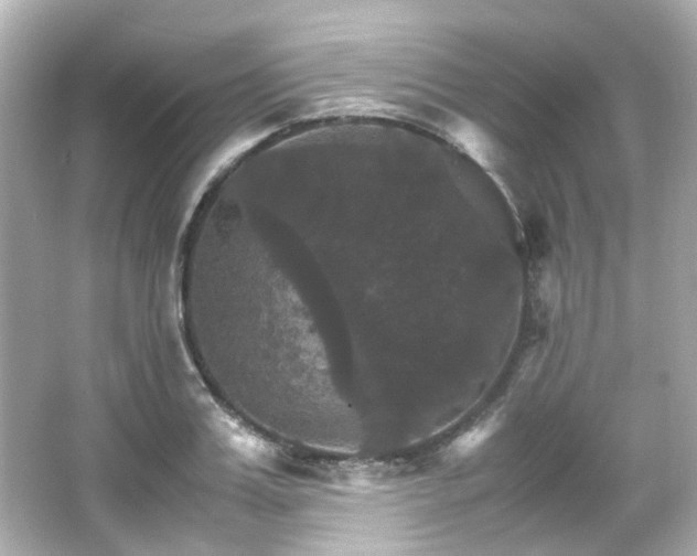 X0000066540987200603201421