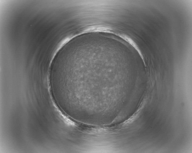 X0000066540997200603201421