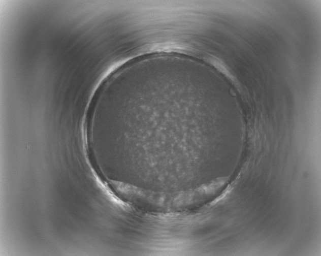 X0000066541032200603201420