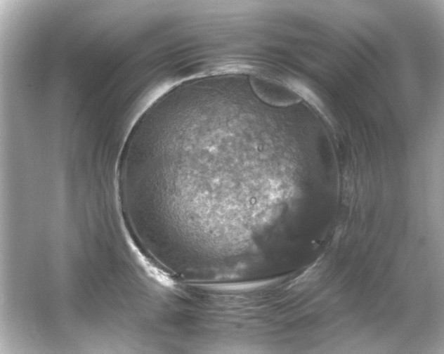 X0000066541047200603201420