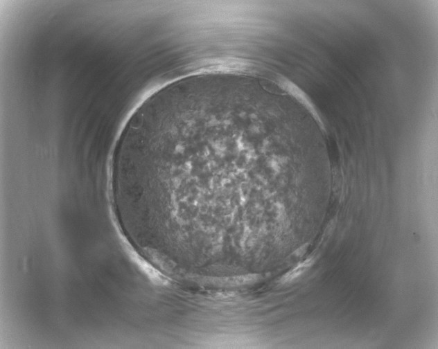 X0000066541099200603201419