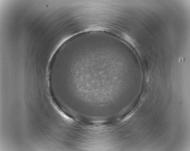 X0000066541124200603201419