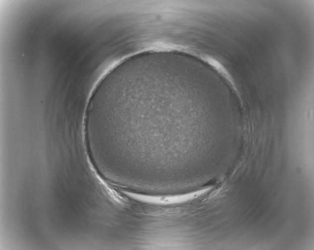 X0000066541183200603201418