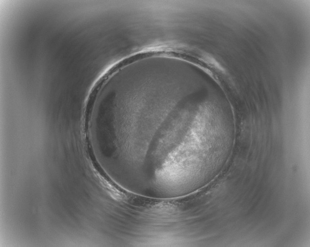 X0000066541216200603201417