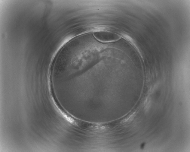 X0000066541235200603201417